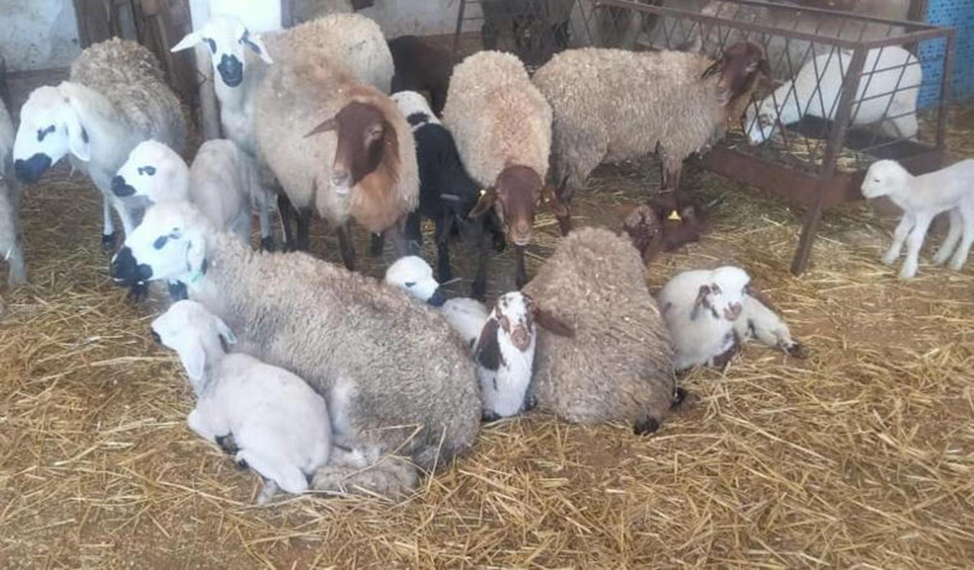 La Granja ξενώνας Tétouan Εξωτερικό φωτογραφία